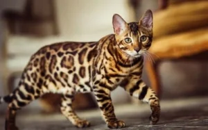 Why Are Bengal Cats Illegal?