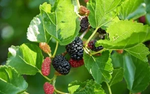 Mulberry Trees