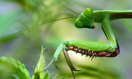 Kill A Praying Mantis